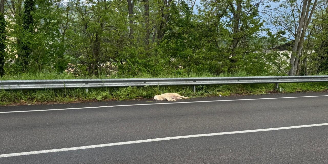 Cane trovato morto sulla provinciale tra Campli e Teramo
