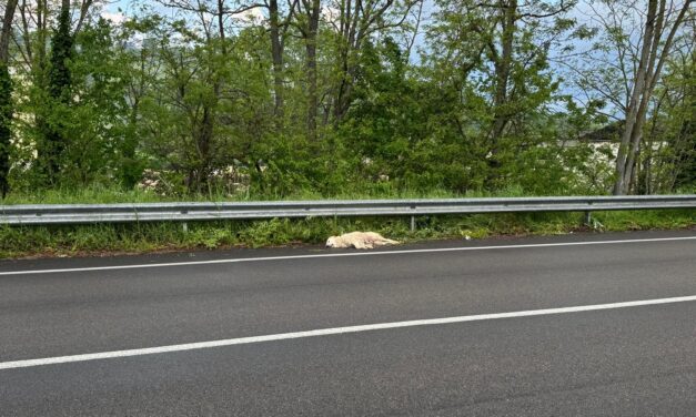 Cane trovato morto sulla provinciale tra Campli e Teramo