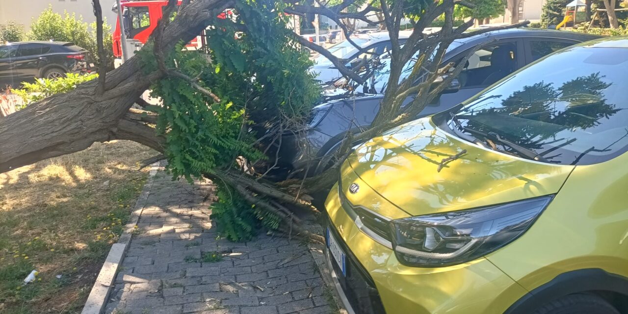 Albero su un’auto a San Nicolò: illesi due anziani