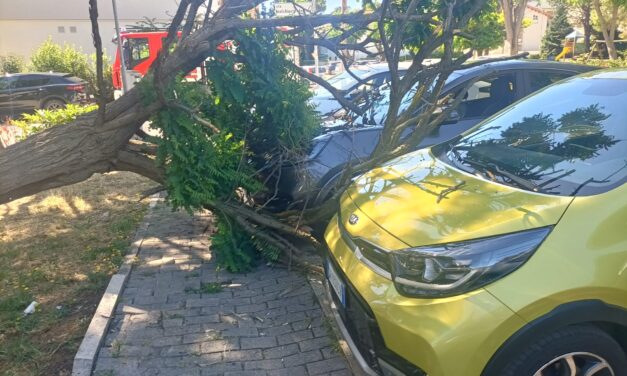 Albero su un’auto a San Nicolò: illesi due anziani