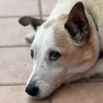 Alba Adriatica, cane ucciso vicino alla Statale 16