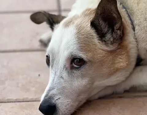 Alba Adriatica, cane ucciso vicino alla Statale 16