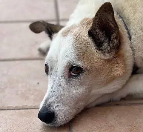 Alba Adriatica, cane ucciso vicino alla Statale 16