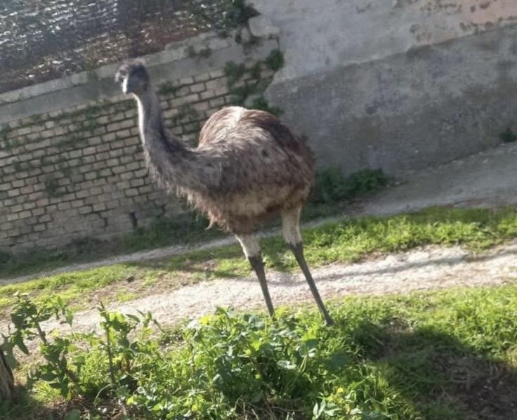 Emù disperso tra Sant’Atto e Bellante, appello per le segnalazioni