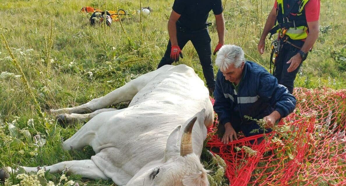 Toro recuperato in quota sul Morrone con un intervento aereo