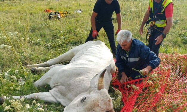 Toro recuperato in quota sul Morrone con un intervento aereo