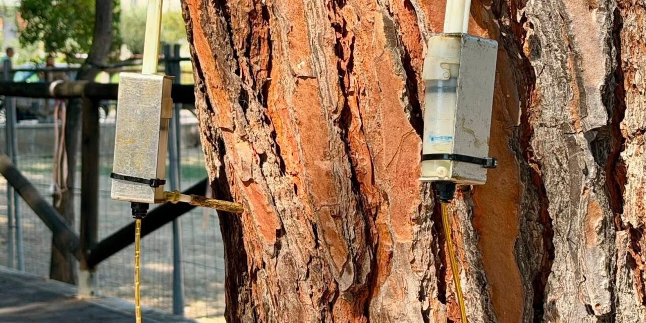 Pineto, piano urgente del Comune contro la cocciniglia sui pini