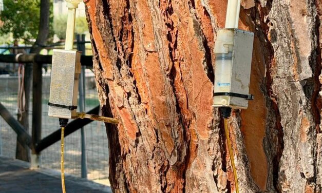 Pineto, piano urgente del Comune contro la cocciniglia sui pini