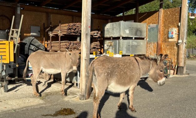 Teramo, due asini scappano dal recinto a Villa Pavone