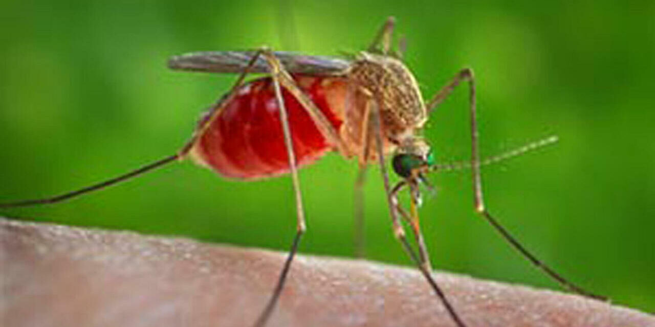 West Nile, in provincia di Teramo il primo contagio umano