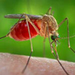 West Nile, in provincia di Teramo il primo contagio umano