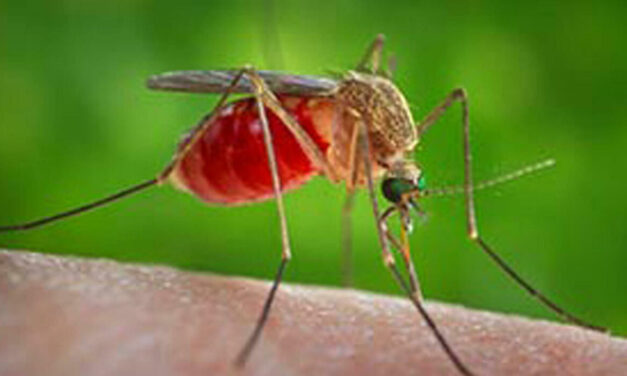 West Nile, in provincia di Teramo il primo contagio umano