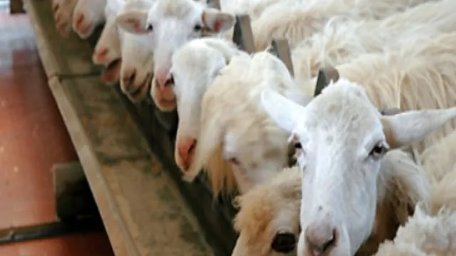 Aiuti per gli allevamenti colpiti dalla Blue Tongue, elenchi online