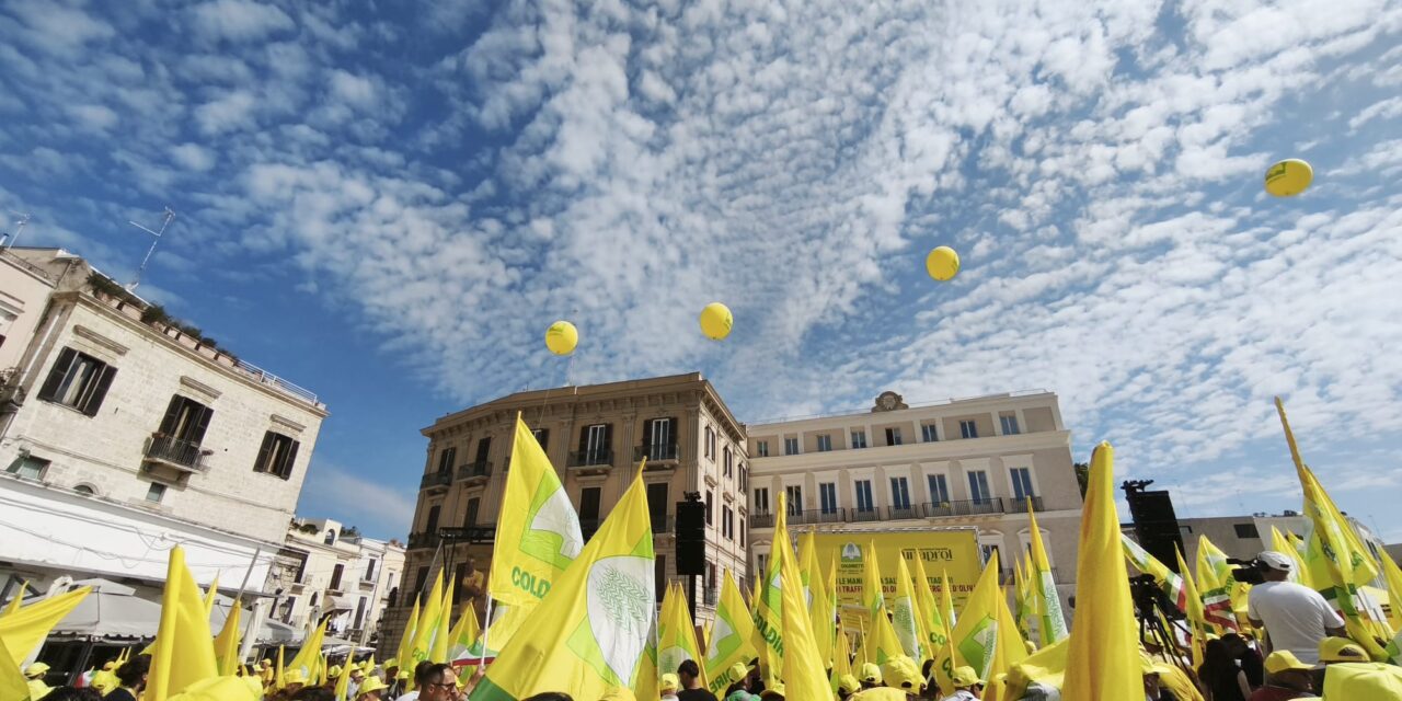 Olio extravergine, l’Abruzzo si mobilita contro i falsi