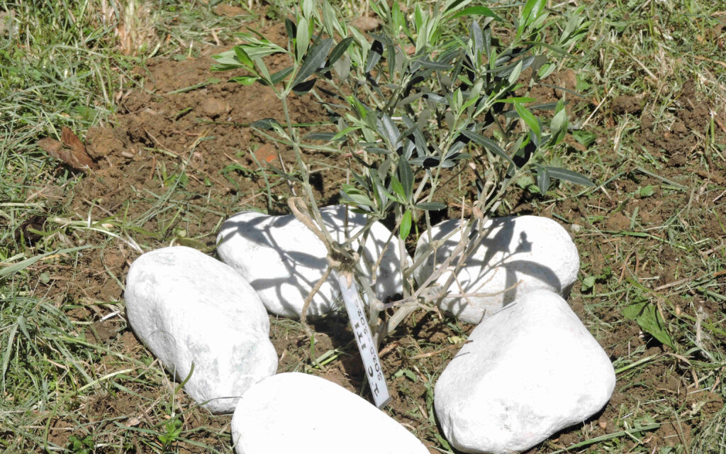 Teramo, l’Alessandrini partecipa al progetto Unicef sugli ulivi