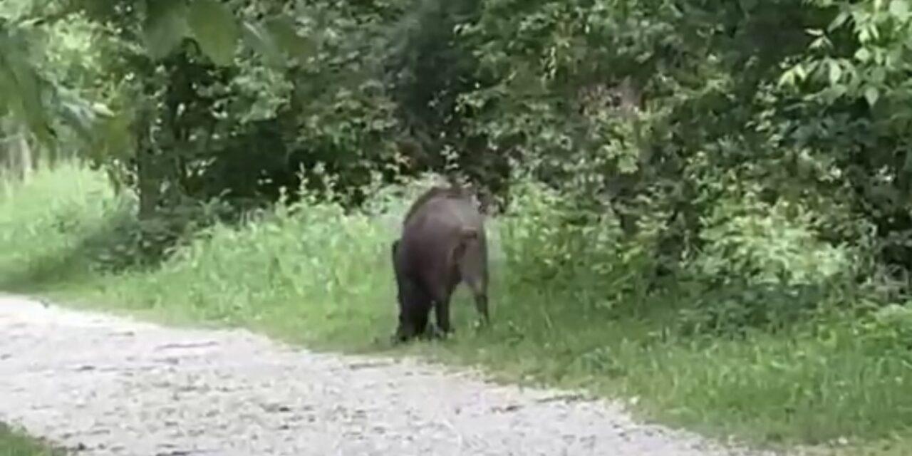 Cinghiale avvistato nell’area fluviale di Teramo, allerta in città
