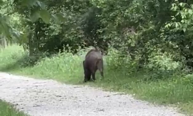 Cinghiale avvistato nell’area fluviale di Teramo, allerta in città