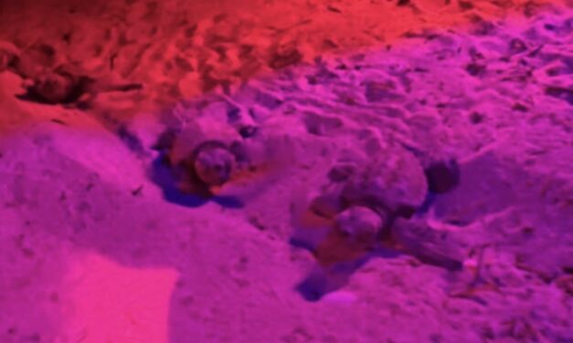 Borsacchio, prime schiuse del nido: 47 tartarughe verso il mare