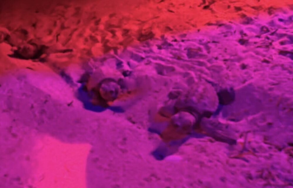 Borsacchio, prime schiuse del nido: 47 tartarughe verso il mare