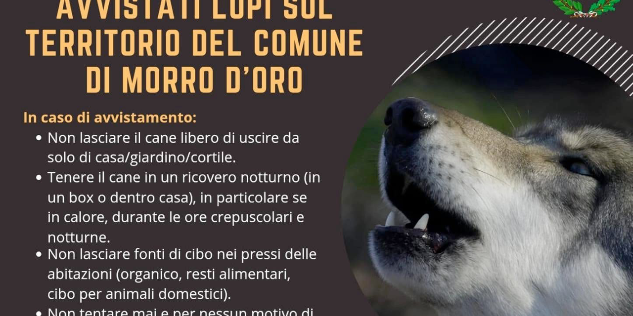Lupi avvistati a Morro d’Oro, invito alla prudenza