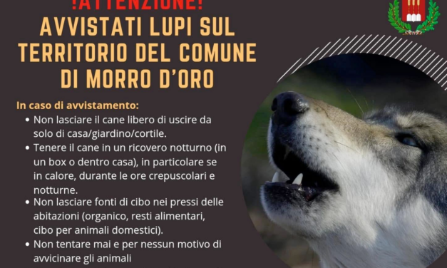 Lupi avvistati a Morro d’Oro, invito alla prudenza