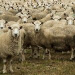 Blue tongue, aiuti in arrivo per 106 allevamenti abruzzesi