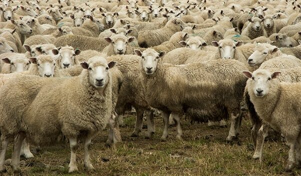 Blue tongue, aiuti in arrivo per 106 allevamenti abruzzesi