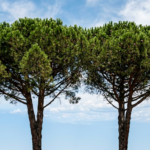 Roseto, controlli sugli alberi: due pini da sostituire in via Thaulero
