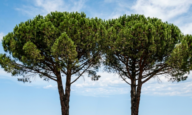 Roseto, controlli sugli alberi: due pini da sostituire in via Thaulero