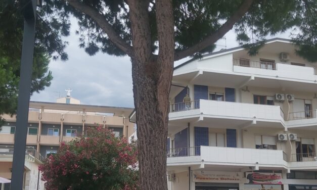 Silvi, allarme sui pini del litorale: esposto delle associazioni