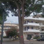 Silvi, partiti i tagli dei pini sul lungomare: protestano le associazioni