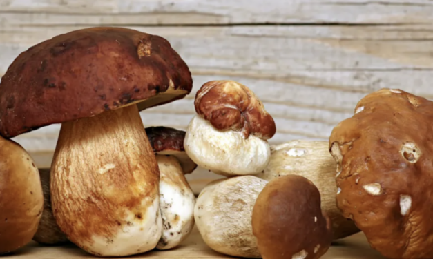 Bisenti, incontro divulgativo sul mondo dei funghi