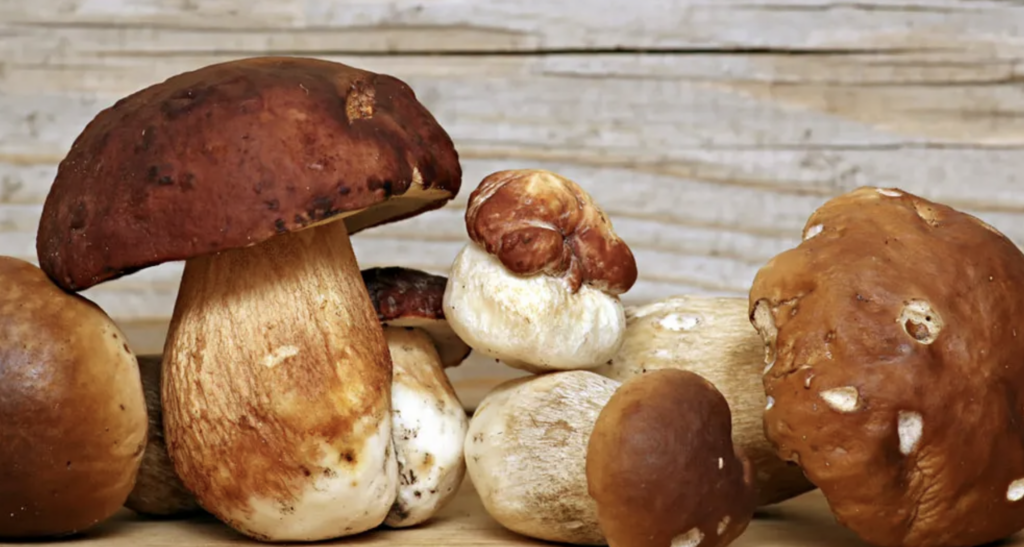 Bisenti, incontro divulgativo sul mondo dei funghi