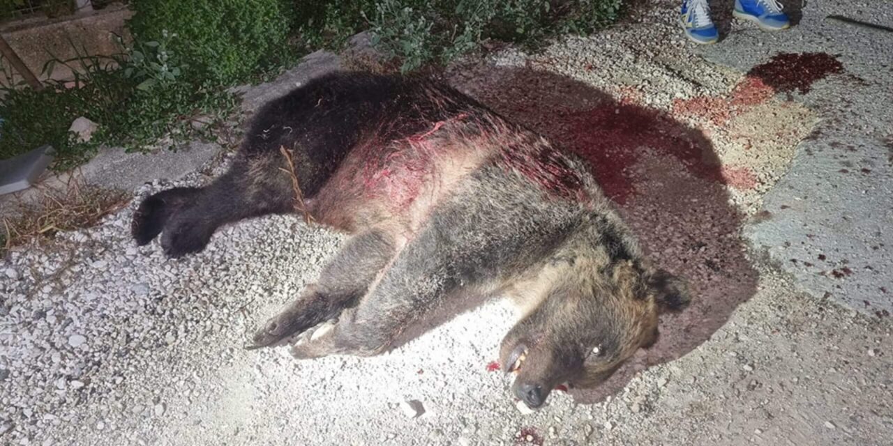 Caso Amarena, WWF parte civile: udienza a settembre