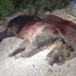 Caso Amarena, WWF parte civile: udienza a settembre
