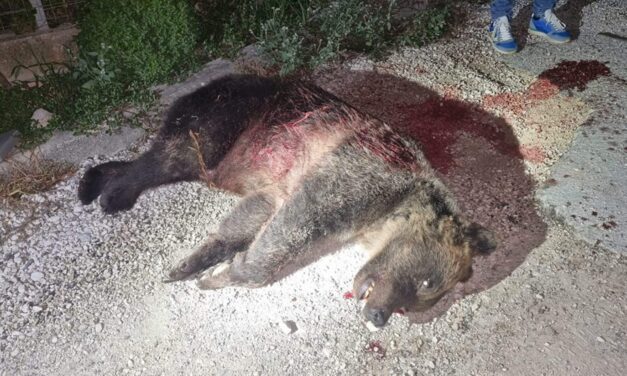 Caso Amarena, WWF parte civile: udienza a settembre