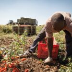 Caporalato agricolo, Cia Abruzzo chiede regole più efficaci