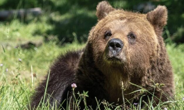 Orso ferito da un laccio salvato nel Parco e rimesso in libertà