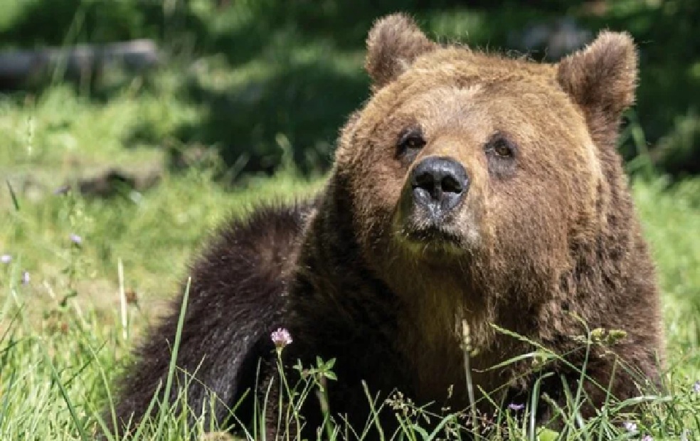 Orso ferito da un laccio salvato nel Parco e rimesso in libertà