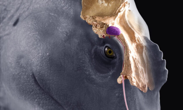 Dinosauri, da Teramo nuovo studio sugli spinosauridi