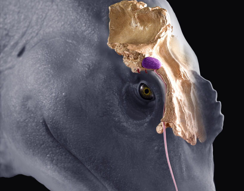 Dinosauri, da Teramo nuovo studio sugli spinosauridi