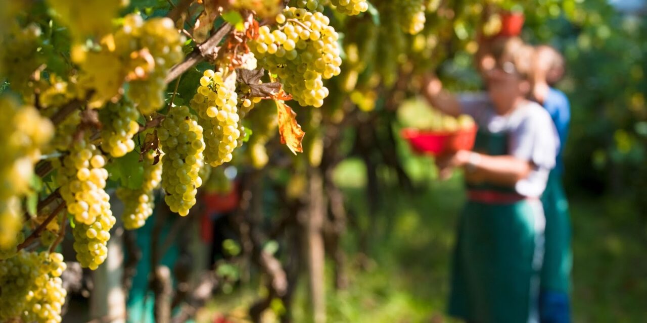 Vigne mature in anticipo, al via in Abruzzo la raccolta dei bianchi
