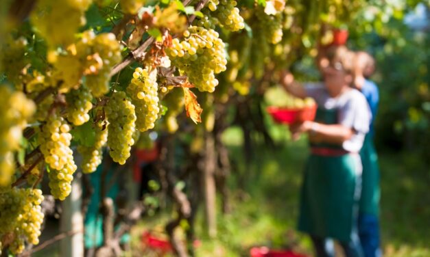 Vigne mature in anticipo, al via in Abruzzo la raccolta dei bianchi