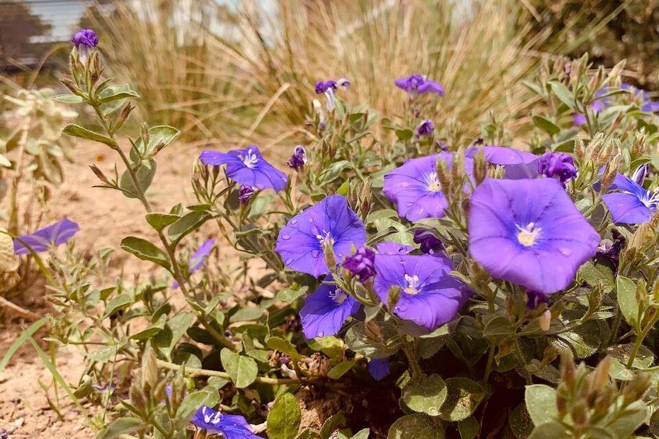 Giulianova, 3.600 alberi per il verde urbano