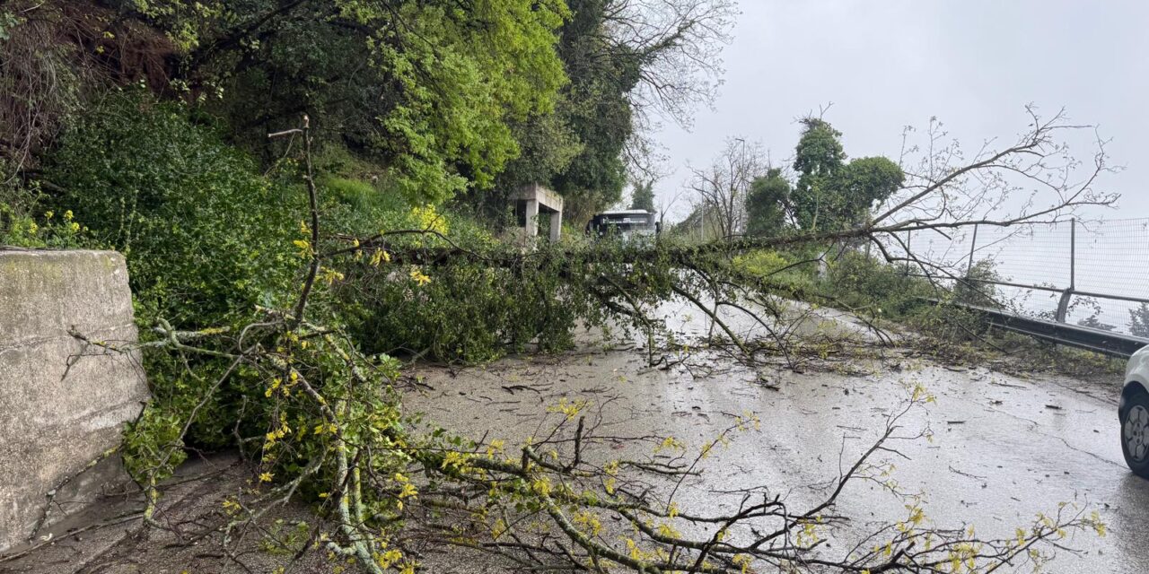 Teramo, albero finisce sulla carreggiata in via Biondi