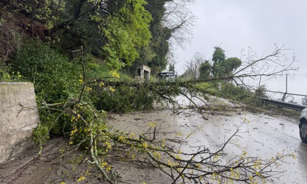 Teramo, albero finisce sulla carreggiata in via Biondi