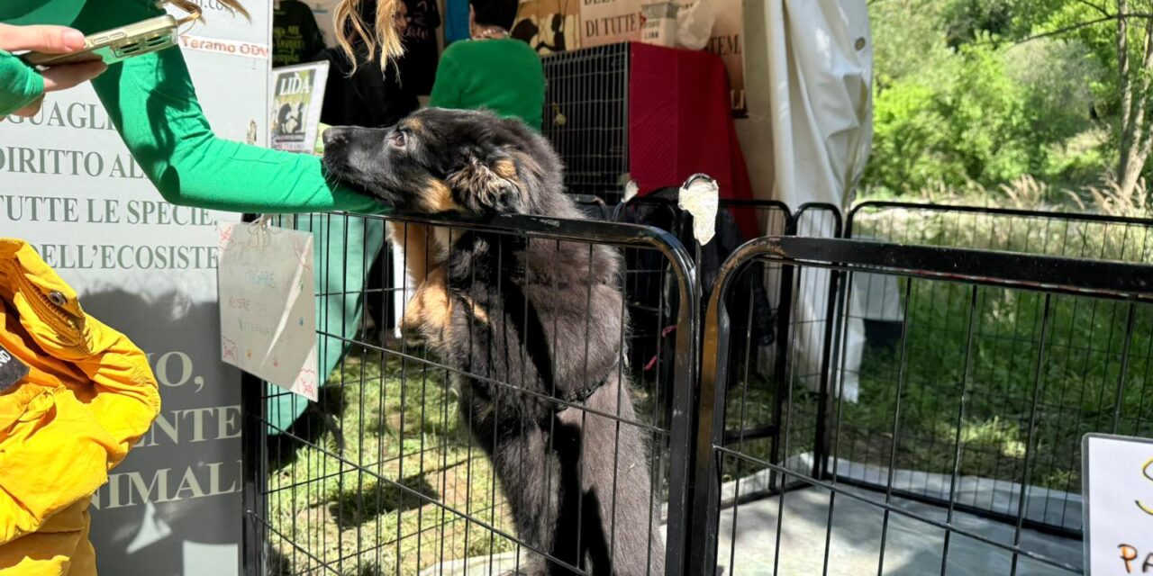 Cucciolo salvato dai maltrattamenti, si cerca adozione per Ray