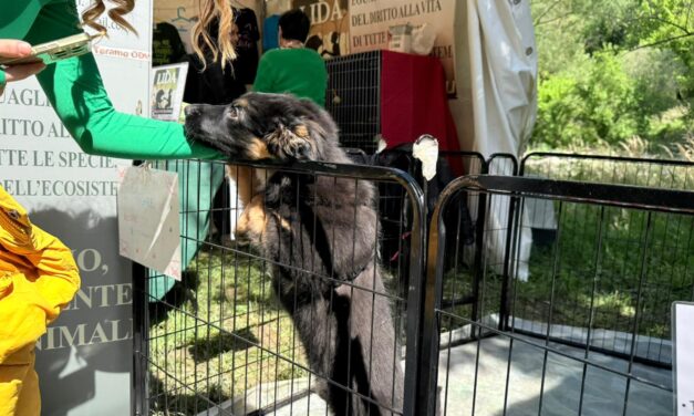 Cucciolo salvato dai maltrattamenti, si cerca adozione per Ray