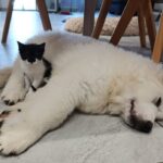 Adozioni animali, weekend Lida al Gran Sasso di Teramo