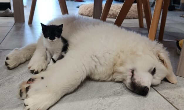 Adozioni animali, weekend Lida al Gran Sasso di Teramo